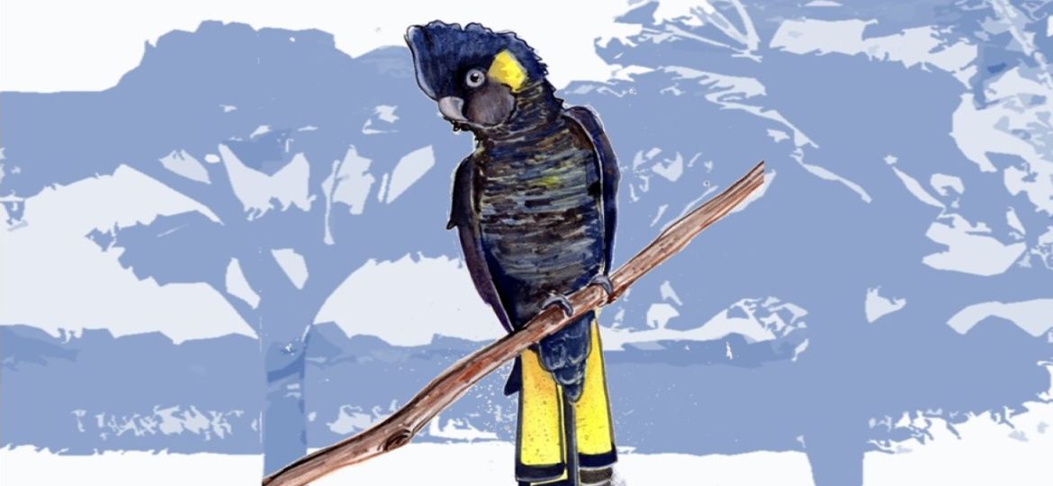 Watercolour Nature - Yellow Tail Black Cockatoo Website Slide