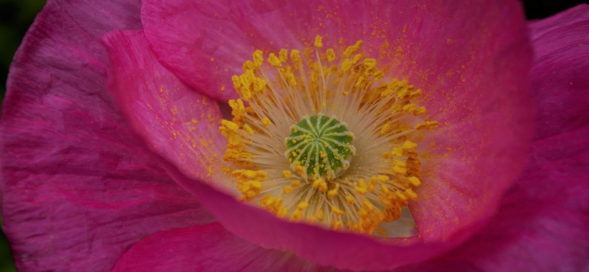 poppy pollen 2